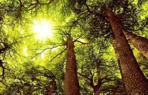I Am is the root