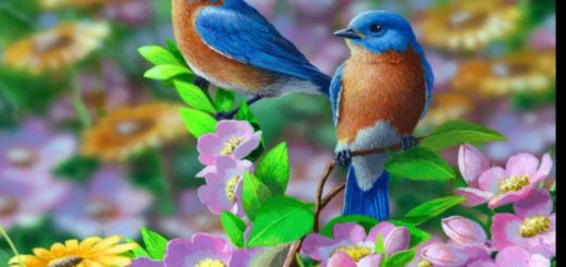 Are Knower and Witness same